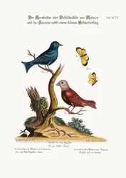 Der Malakka-Grosbeak, der Jacarini und der kleine gelbe Schmetterling, 1749-73